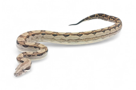 Boa c. imperator, Colombie, motley 