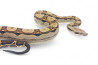 Boa c. imperator, Colombie, motley 