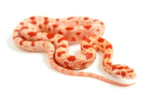 Pantherophis guttatus, reverse Okeetee, femelle adulte