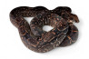 Boa c. imperator, Sonora
