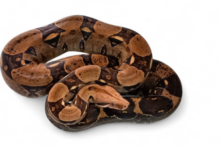 Boa c. imperator, Colombie, het. albinos "Kahl", femelle adulte