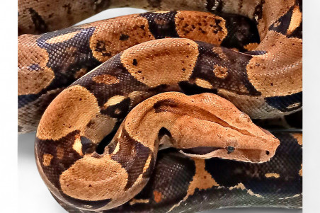 Boa c. imperator, Colombie, het. albinos "Kahl", femelle adulte