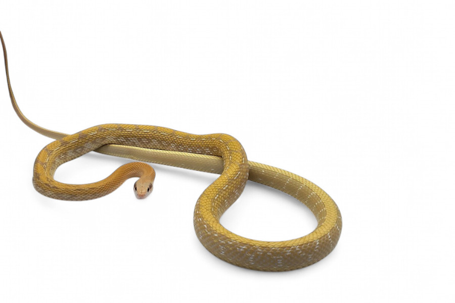 Elaphe (Orthriophis) taeniura taeniura, albinos T+