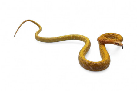 Elaphe (Orthriophis) taeniura taeniura, albinos T+