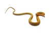 Elaphe (Orthriophis) taeniura taeniura, albinos T+