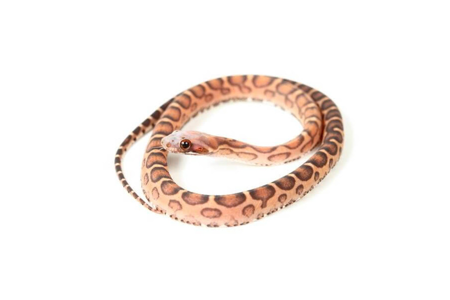 Pantherophis guttatus, scaleless Pantherophis guttatus, scaleless