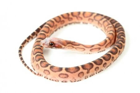 Pantherophis guttatus, scaleless