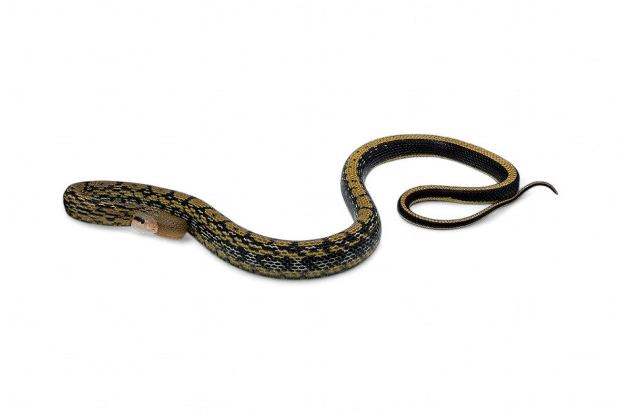 Elaphe (Orthriophis) taeniura taeniura, het. albinos T+