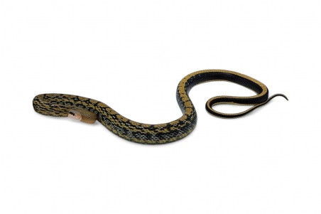 Elaphe (Orthriophis) taeniura taeniura, het. albinos T+