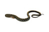 Elaphe (Orthriophis) taeniura taeniura, het. albinos T+