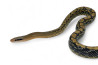 Elaphe (Orthriophis) taeniura taeniura, het. albinos T+