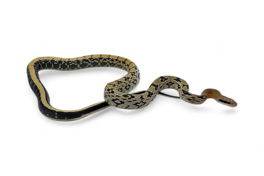 Elaphe (Orthriophis) taeniura yunnanensis