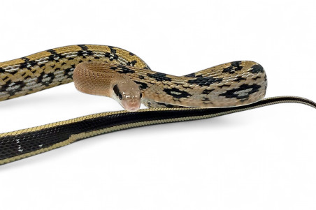 Elaphe (Orthriophis) taeniura yunnanensis