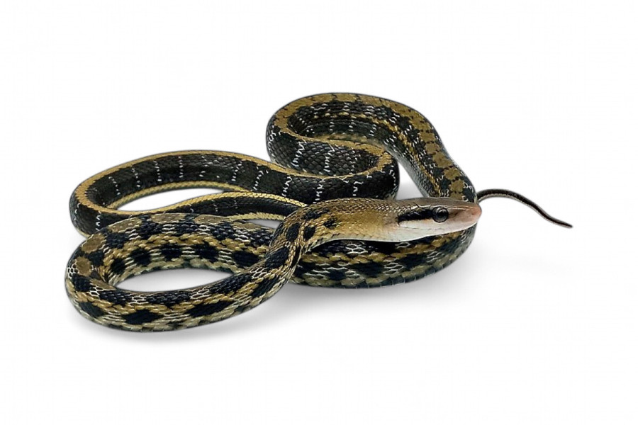 Elaphe (Orthriophis) taeniura taeniura
