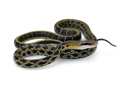 Elaphe (Orthriophis) taeniura taeniura