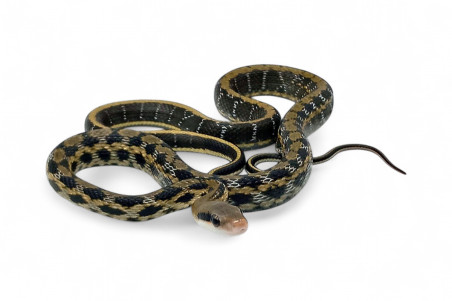 Elaphe (Orthriophis) taeniura taeniura