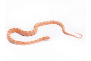 Pantherophis guttatus, scaleless albinos
