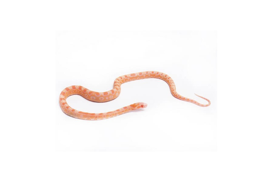 Pantherophis guttatus, scaleless albinos Pantherophis guttatus, scaleless albinos
