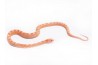 Pantherophis guttatus, scaleless albinos