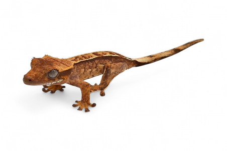 Correlophus (Rhacodactylus) ciliatus classique, juvénile