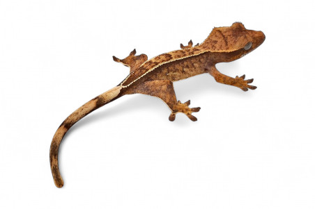 Correlophus (Rhacodactylus) ciliatus classique, juvénile