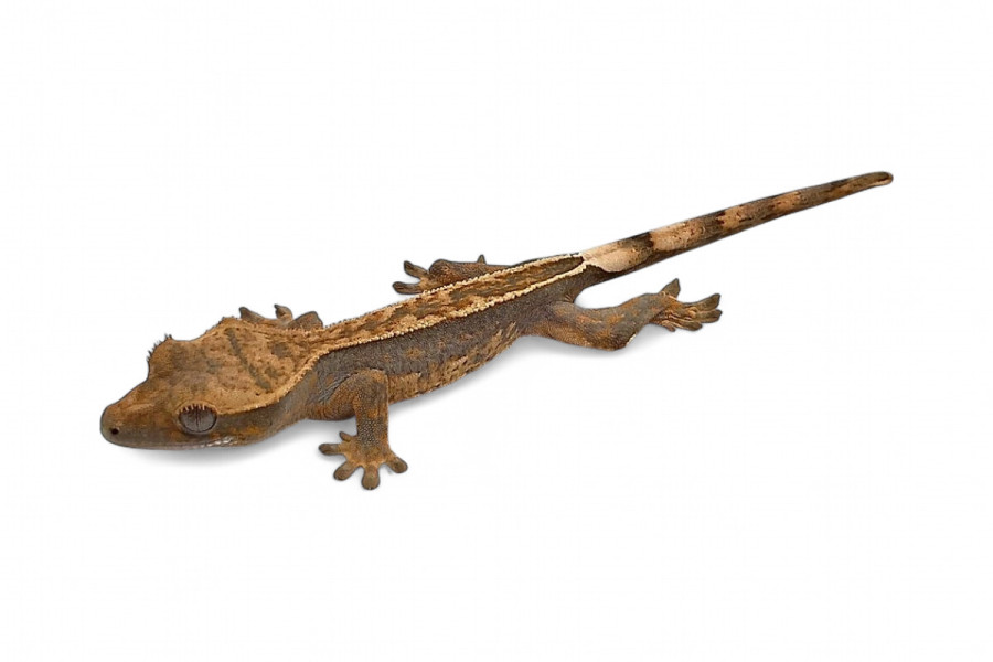 Correlophus (Rhacodactylus) ciliatus classique, juvénile