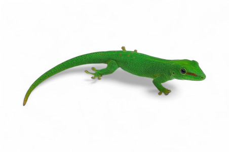 Phelsuma grandis, subadulte