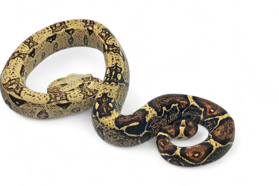 Boa c. imperator, VPI mâle NC 2023