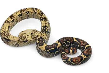 Boa c. imperator, VPI mâle NC 2023