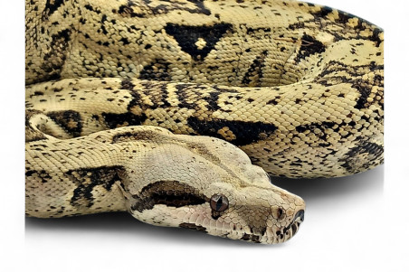 Boa c. imperator, VPI mâle NC 2023