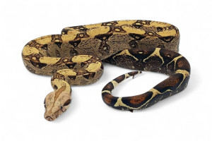 Boa c. imperator, VPI mâle...