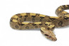 Boa c. imperator, VPI mâle NC 2022