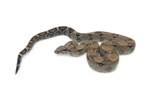 Boa c. imperator, ghost...