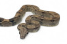 Boa c. imperator, ghost mâle NC 2022