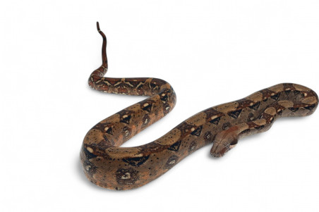 Boa c. imperator, Colombie, femelle 120-150 cm