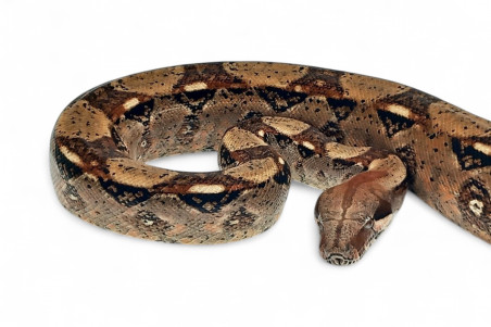 Boa c. imperator, Colombie, femelle 120-150 cm