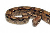 Boa c. imperator, Colombie, femelle 120-150 cm