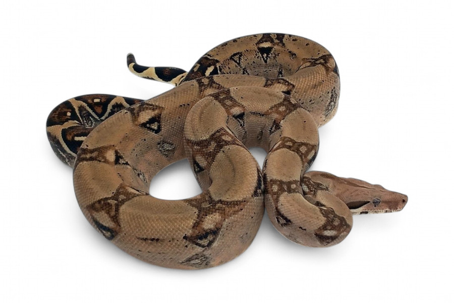 Boa c. imperator, Colombie, mâle NC 2023