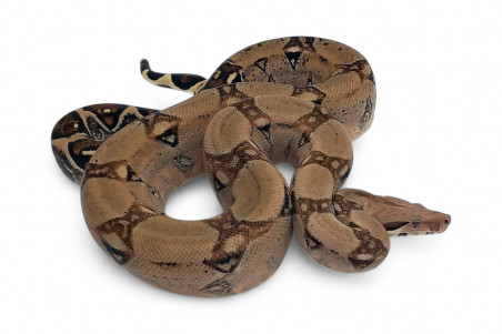 Boa c. imperator, Colombie, mâle NC 2023