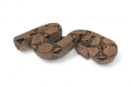 Boa c. imperator, Colombie, mâle NC 2023