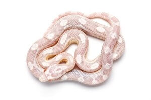 Pantherophis guttatus, snow