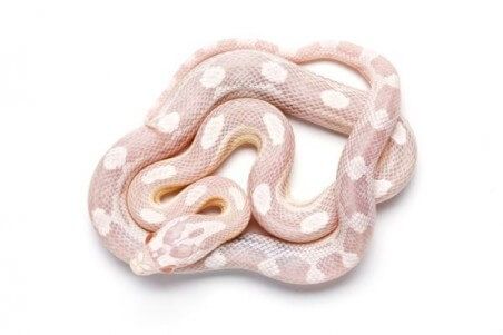 Pantherophis guttatus, snow