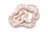 Pantherophis guttatus, snow