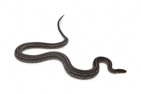 Pantherophis guttatus, tessera anéry, adulte