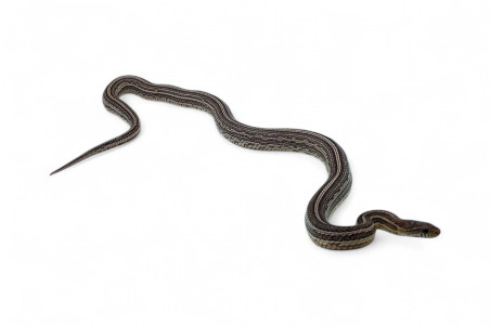 Pantherophis guttatus, tessera anéry, adulte