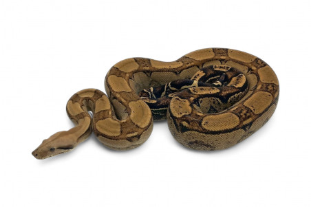 Boa c. imperator, motley, mâle NC 2021