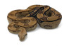 Boa c. imperator, motley, mâle NC 2021