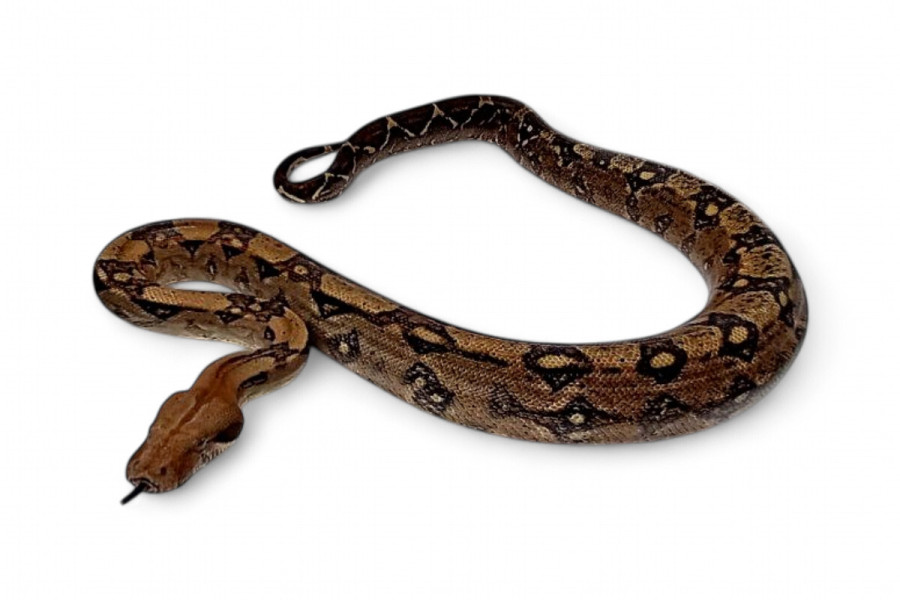 Boa c. imperator, Nicaragua, femelle NC 2018