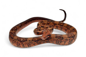 Boa c. imperator,...