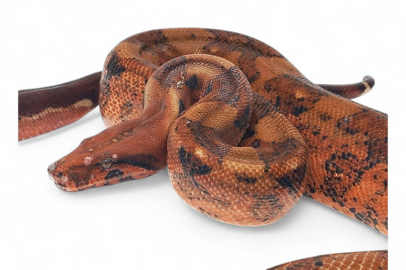 Boa c. imperator, Nicaragua, hypo blood red, mâle NC 2018